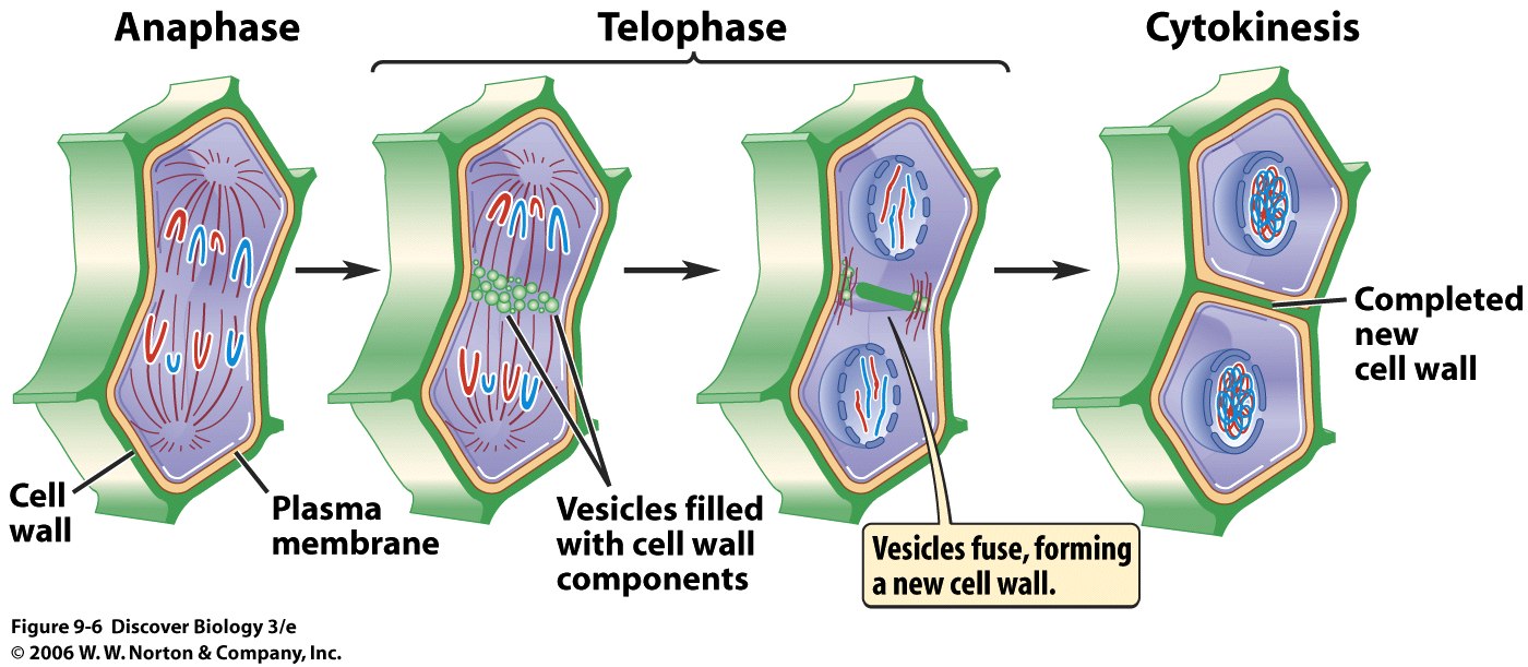 Plant Cell Mitosis Cytokinesis Difference Between Mitosis and Biology Diagrams